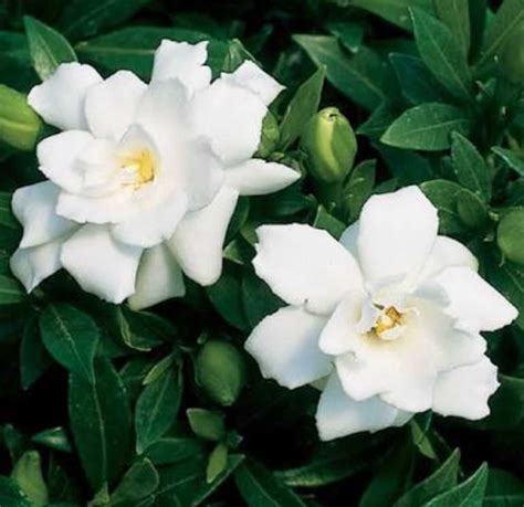 gardenia jasminoides cape jasmine.